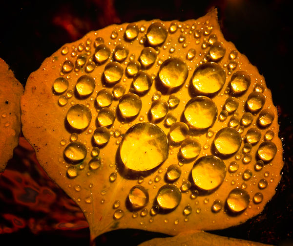 Quenched Aspen Leaf...