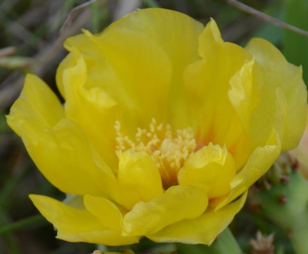 The yellow rose of Texas, a cactus flower...