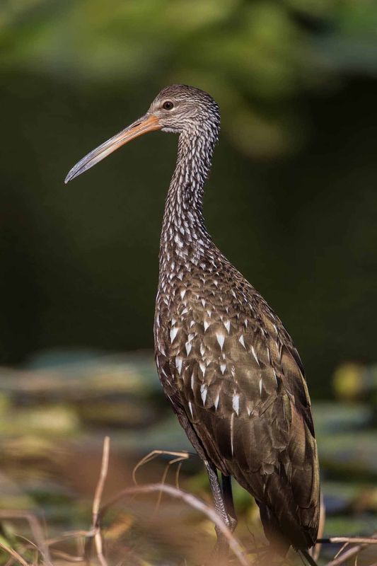 This limpkin was looking for snails...