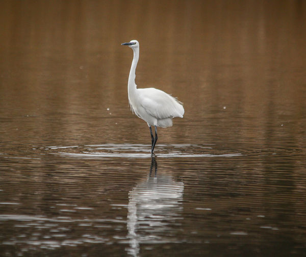 this is a little Egret taken yesterday in Poole ha...
