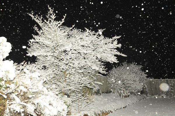 snow on tree...