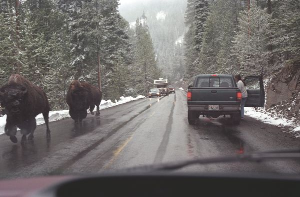 Yellowstone (through the windshield)...