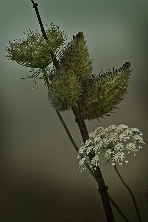 Milkweed and Queen Anne's lace in the fog...