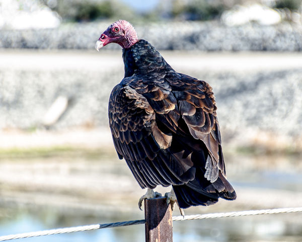 Turkey Vulture View Two...