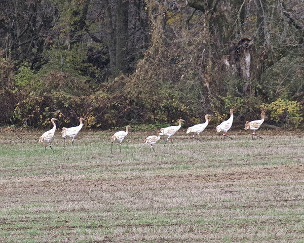 Eight  of Nine Direct Released Whooping Cranes...