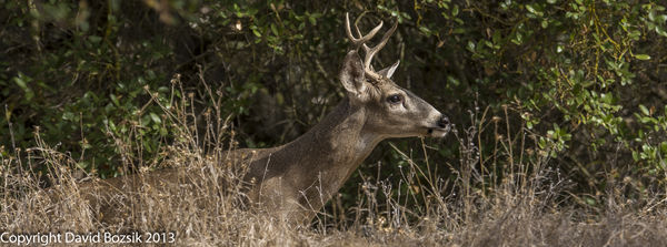 Blacktail Deer...