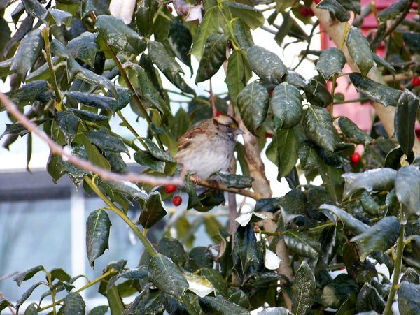 Sparrow-cold in the holly tree...