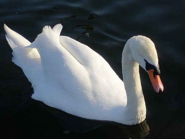 Lovely Swan...