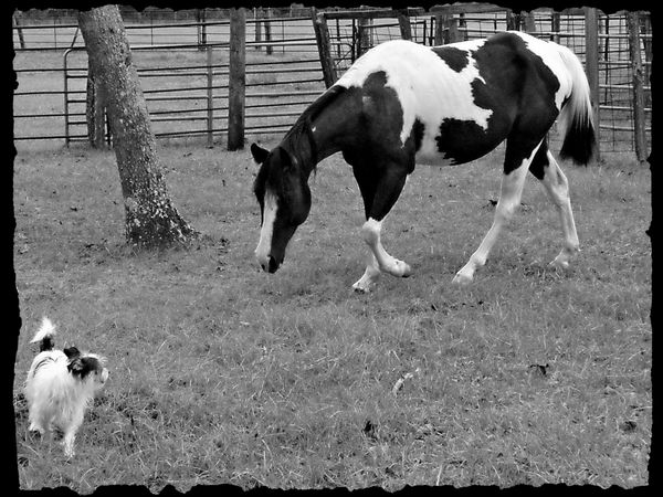 "Spotted" horse and "Spotted" dog...