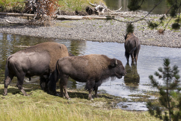 Buffalo in Yellowstone...