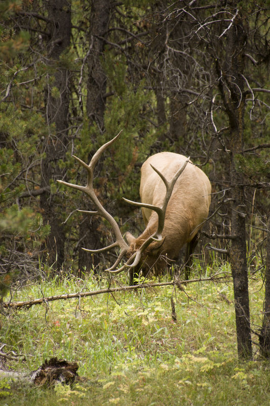 I was probably a little too close to this Elk Buck...
