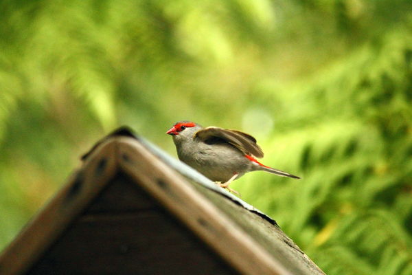 Red Browed Finch...