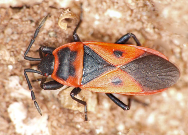 Red bug - Scantius aegyptius    Non-native. Native...