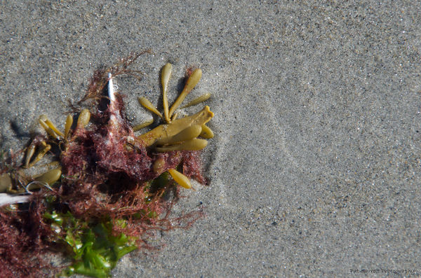 Seaweed and Sand...
