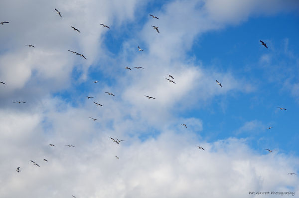 Seagulls Soar high in the Sky...