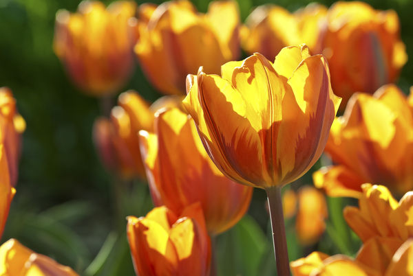 Sunlit Tulips...