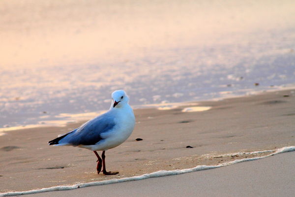 Seagull in the morning light on Broadbeach Austral...