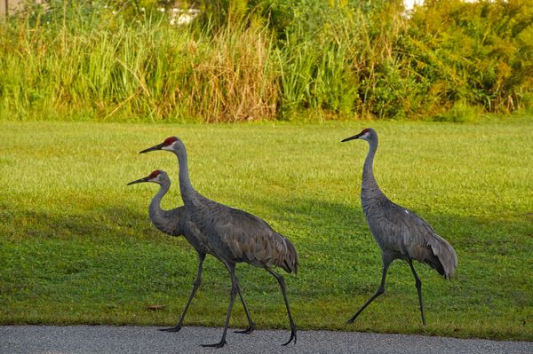Sand cranes that walked by our place....
