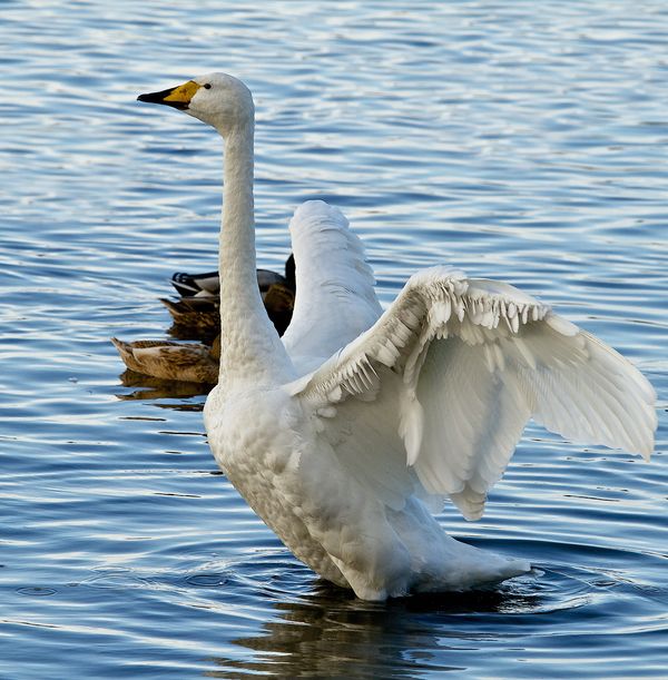 Whooper Swan...