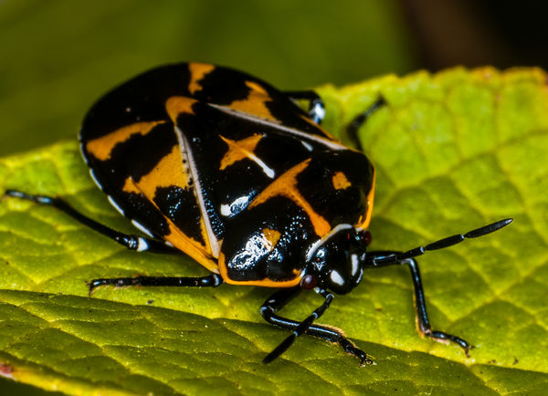 Harlequin Bug, Murgantia histrionica...