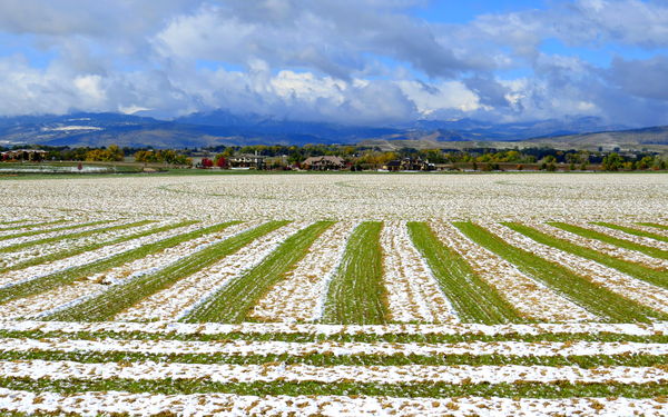 First dusting of snow paints a farmers field...