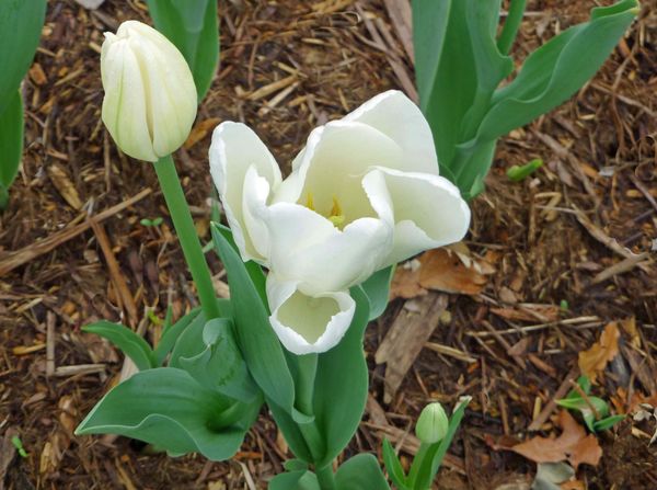 Tulips in my yard...