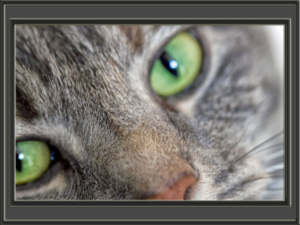 Green eyed cat...