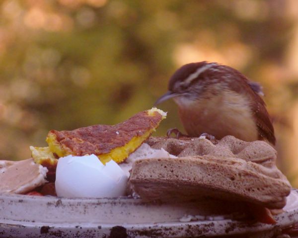 One for Fred Ann-Carolina wren also stopped by for...