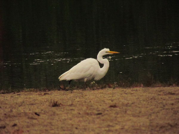 We rarely see these-Think he's a Great egret...Sto...