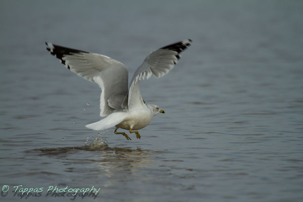 Ring-billed Gull on takeoff...
