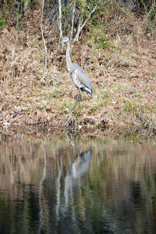 Great Blue in the Water...