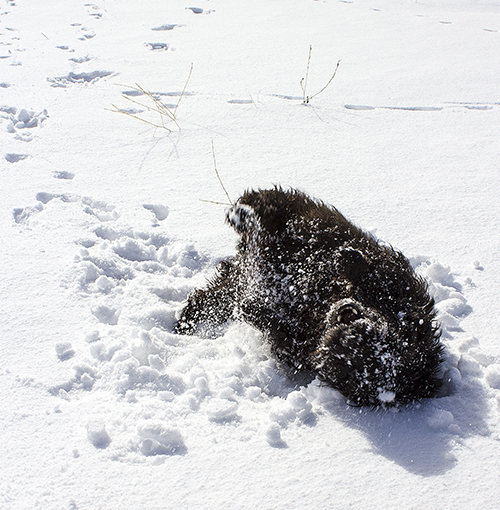 Tippy making snow angels...
