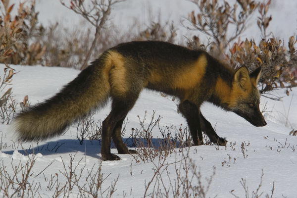 a fox that was hunting rodents under the snow...