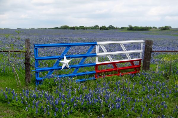 Bluebonnets & Texas Flag Gate...