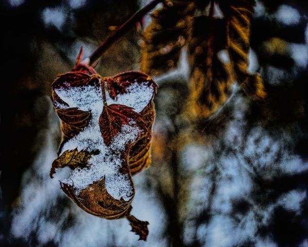 VARIANT ON SNOW  AND  LEAVES...