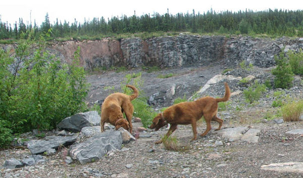 2006  Labrador Trip. Kopit &  Kwitinm1999 -2009...