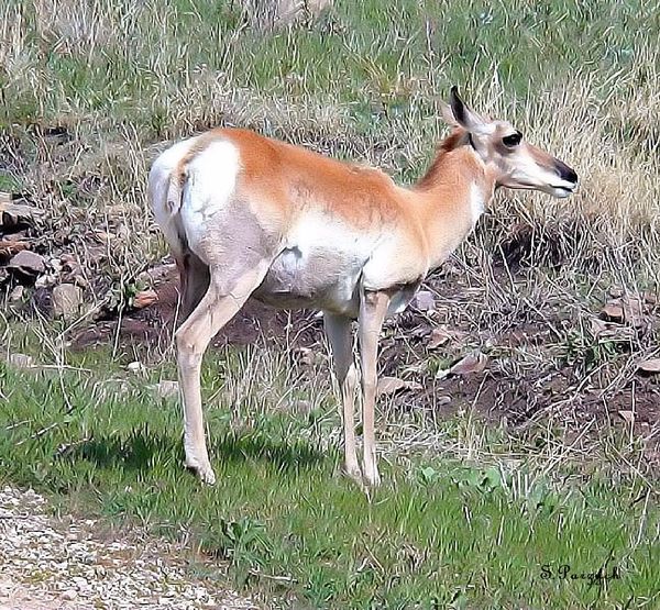 South Dakota and the Bad Lands Photographs were taken on a trip to South Dakota...