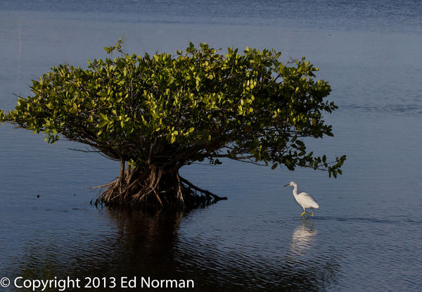 Snowy Egret with Mangrove clump....