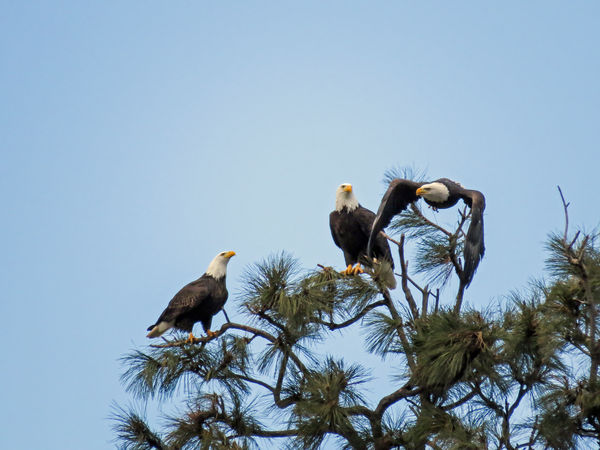 ...a third adult arrives and drives away eagle #1...
