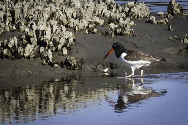 An American Oyster Catcher ...about 100 feet from ...