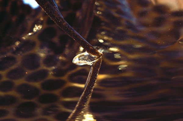 fin reflecting off surface with a drop of water...