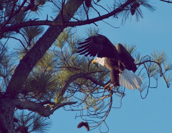 Eagle at Nest Site...