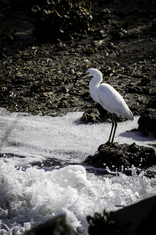Snowy Egret 2...