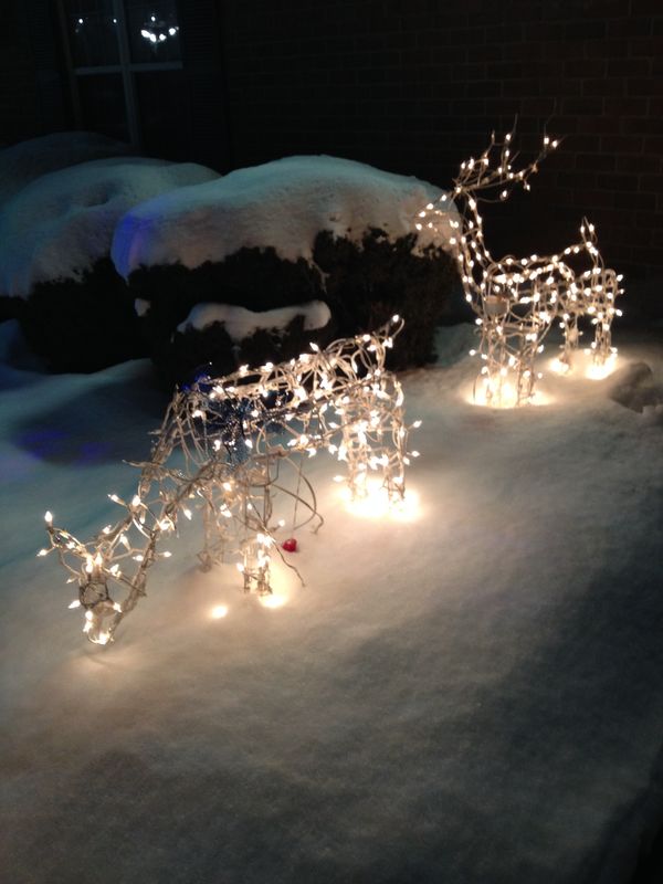 Deer eating snow...