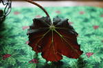 Holiday tablecloth and the leaf...
