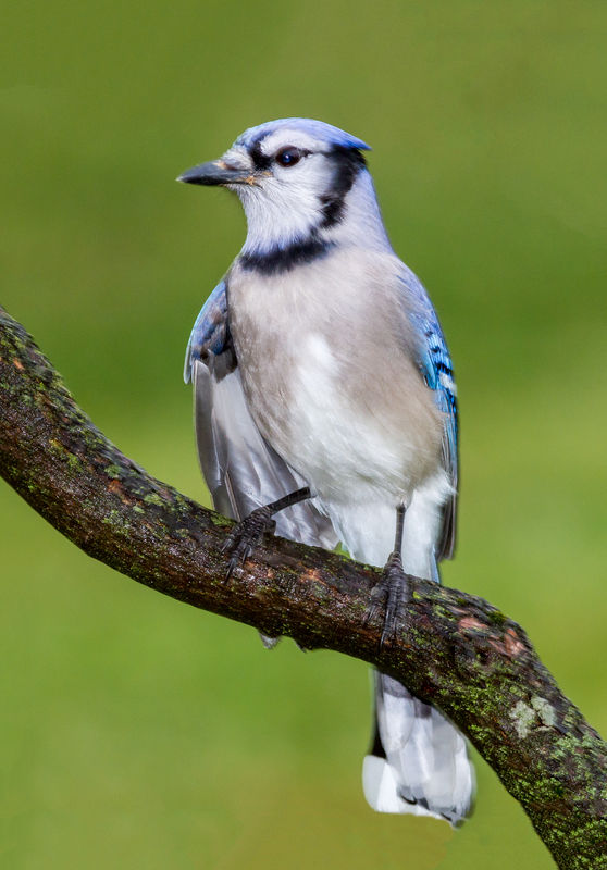 Blue Jay Wing (Right)