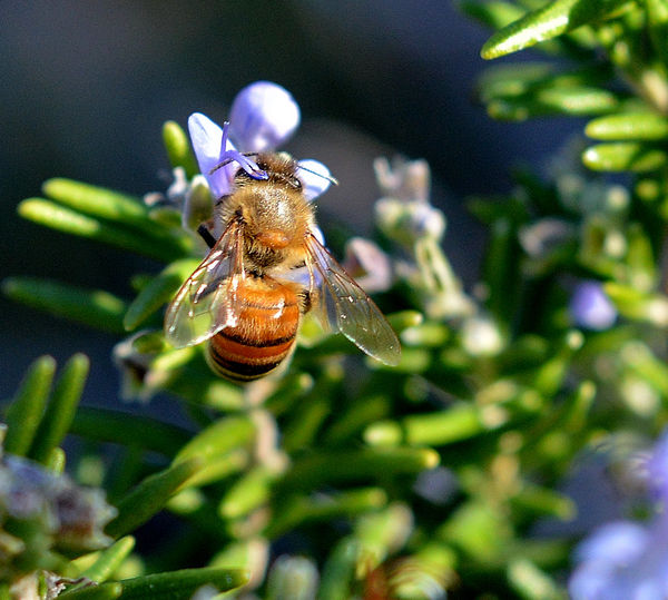 Bee on Rosemary 1...