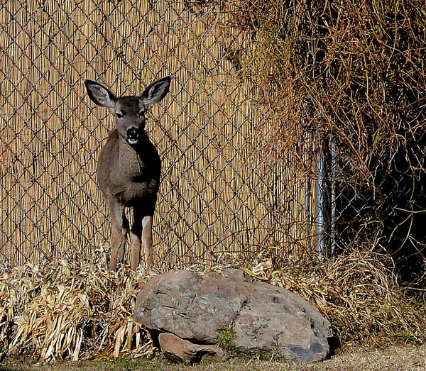 Mule Deer in Back Yard...