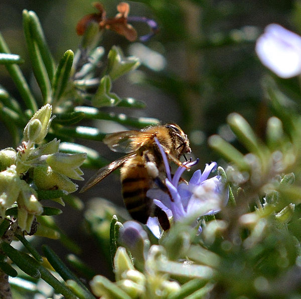 Bee on Rosemary 2...