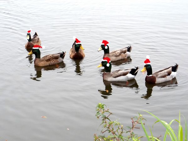Christmas Ducks...